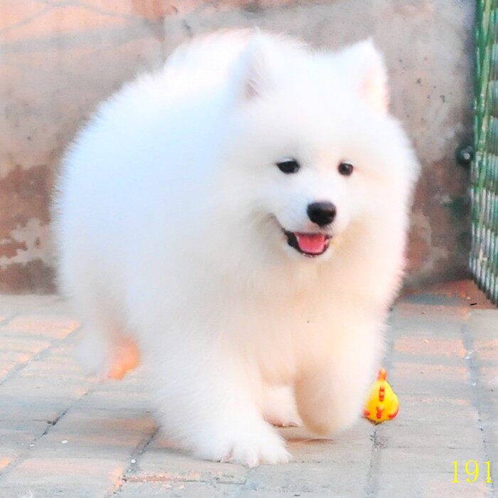 三亚萨摩耶幼犬纯种活体熊版白色微笑天使大白熊中型宠物狗 U 淘优券