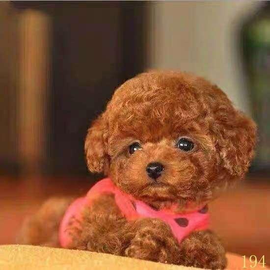 宣城泰迪幼犬纯种泰迪犬幼犬活体宠物狗狗茶杯体犬泰迪幼犬红棕色,宠物/宠物食品及用品,狗狗,淘宝优惠券,粉丝福利购,淘宝优惠卷