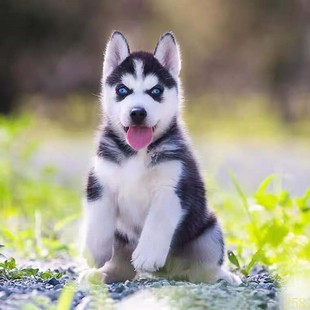 天津纯种哈士奇幼犬活体西伯利亚雪橇犬二哈幼犬蓝眼哈士奇幼崽宠