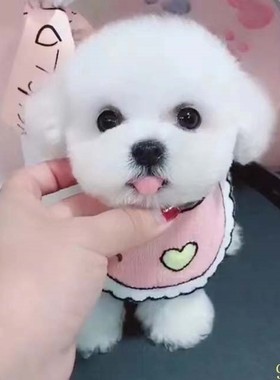 滨州比熊幼犬纯种活体卷毛纯白色飞耳比熊茶杯长不大小型宠物狗