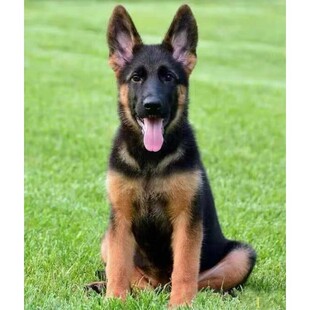 绍兴纯种德牧幼犬警犬弓背犬黑背狼狗军犬德国牧羊犬看家护院宠物