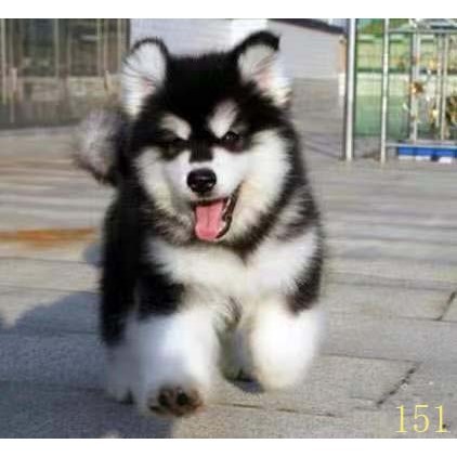 枣庄阿拉斯加幼犬纯种阿拉斯加犬活体黑红色灰桃阿拉斯加雪橇犬宠