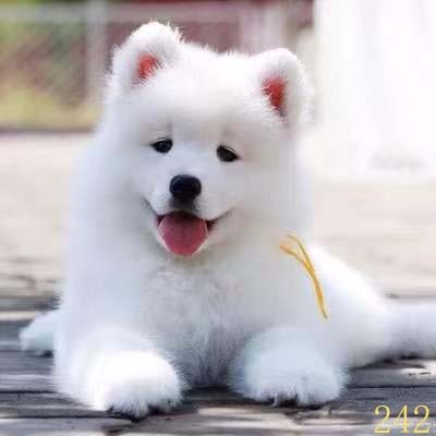 萍乡萨摩耶幼犬纯种萨摩耶犬活体微笑天使萨摩耶小狗雪橇犬哈士奇图片
