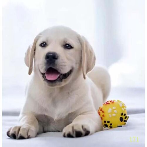 洛阳纯种拉布拉多幼犬活体神犬小七导盲犬拉布拉多犬金毛犬幼犬宠