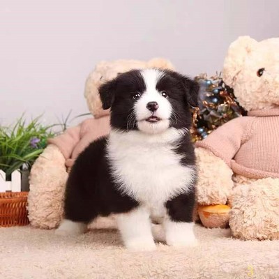 漯河纯种边境牧羊犬幼犬边牧幼犬活体七白三通大型犬黑白边牧犬宠