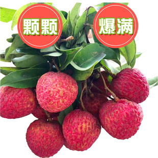 【邮政空运】正宗增城糯米糍荔枝新鲜水果不泡水广东当季鲜荔枝