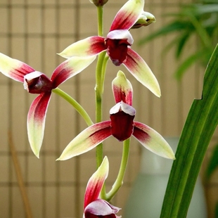 正宗建兰老种大国魂兰花苗带花苞正宗浓香型高档四季兰醉红素名贵