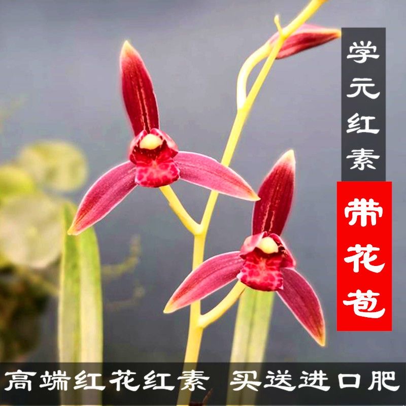 学元红素建立兰花苗带花苞正宗浓香型高档建兰名贵高档四季兰稀有