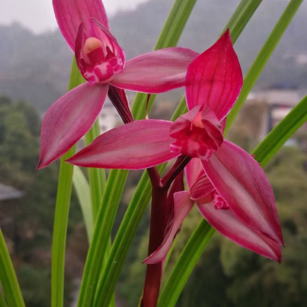 春剑东方红兰花苗名品高档名品名贵兰草浓香型带花苞精品花卉国兰