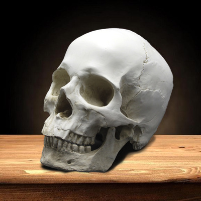 头骨结构模型美术教学人物素描