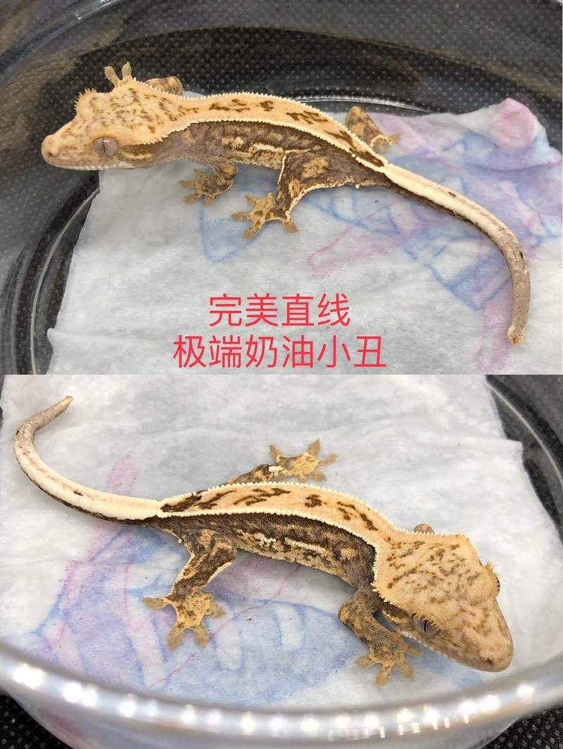 睫角守宫蜥蜴活物新手入门懒人宠物易养异宠小型另类可爱温顺爬宠