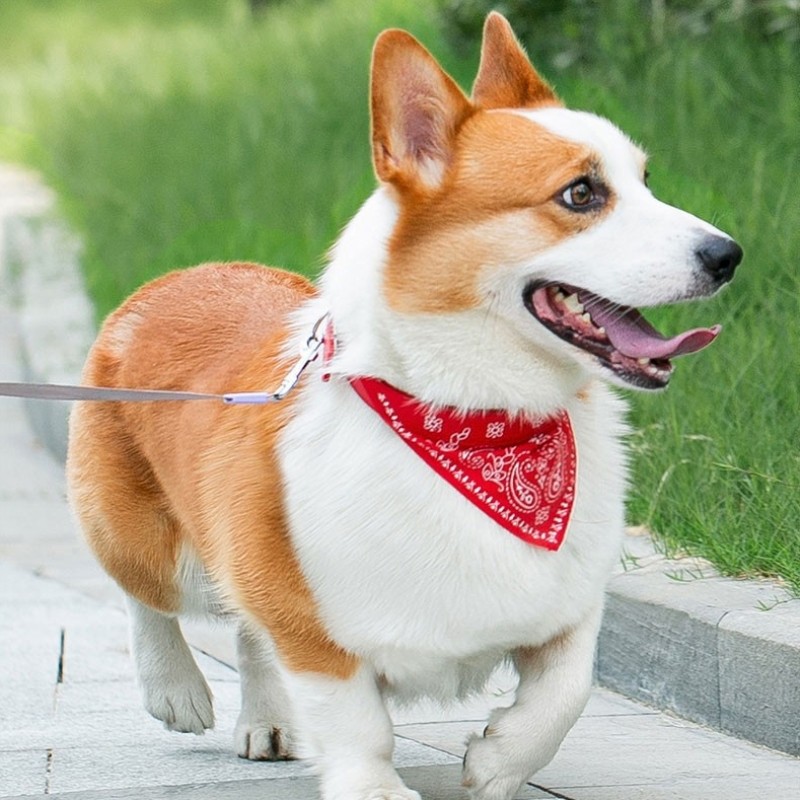 大狗狗金毛口水巾可爱宠物围巾可调节民族风猫咪大型犬三角巾和风