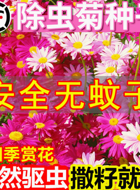 除虫菊花种子四季播种好成活