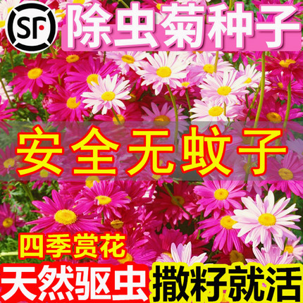 除虫菊花种籽子庭院驱蚊草四季花卉驱虫菊花种子大全室外开花种孑