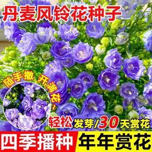 丹麦重瓣风铃草花种子四季易活开花盆栽苗花种籽室外庭院花卉种孑