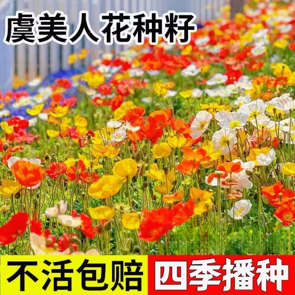 虞美人籽四季播种庭院盆栽好成活