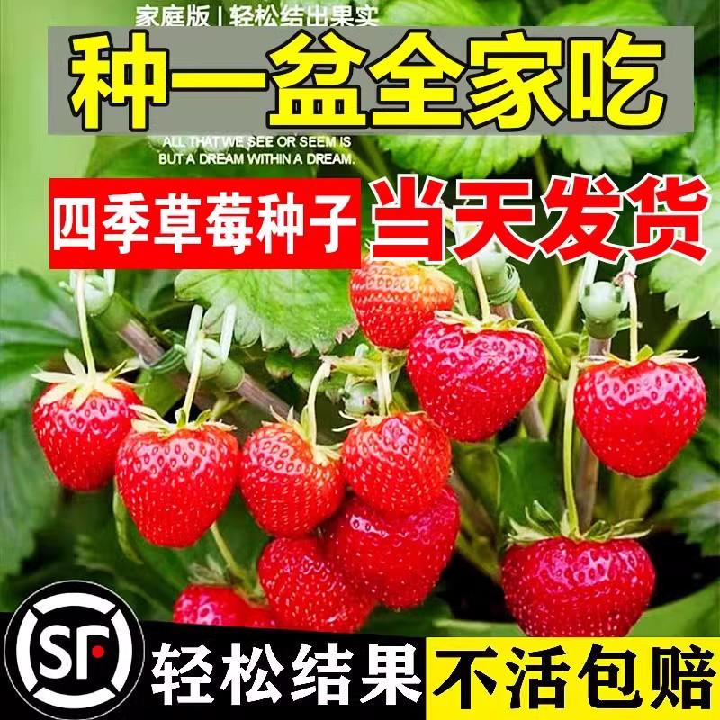 草莓种子四季播种易活结果奶油草莓种籽阳台盆栽苗蔬菜开花种子孑