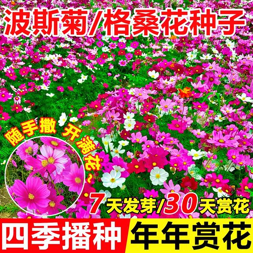 波斯菊格桑花种籽四季播种开花快