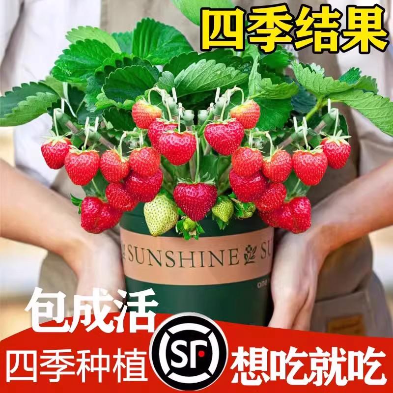 草莓种籽子四季播种开花好成活