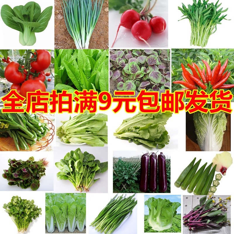 蔬菜种籽子阳台农家辣椒番茄青菜西红柿香菜草莓四季菜种籽孑大全_虎窝淘