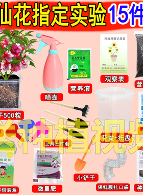 凤仙花种子籽小学生实验套装指甲花儿童种植小盆栽植物种子四年级