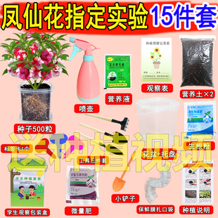 凤仙花种子籽小学生实验套装指甲花儿童种植小盆栽植物种子四年级
