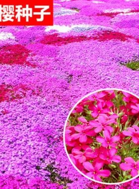 芝樱花种子四季播种易成活发芽快