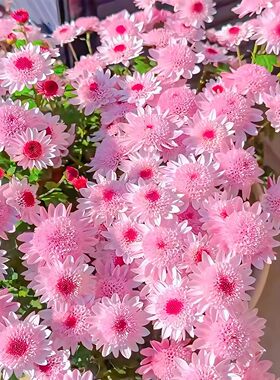 彩虹糖果菊花籽四季播种快速开花