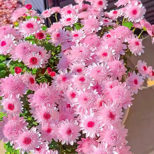 彩虹糖果菊花籽四季播种快速开花