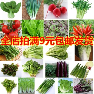 蔬菜种籽子阳台农家辣椒番茄青菜西红柿香菜草莓四季 菜种籽孑大全