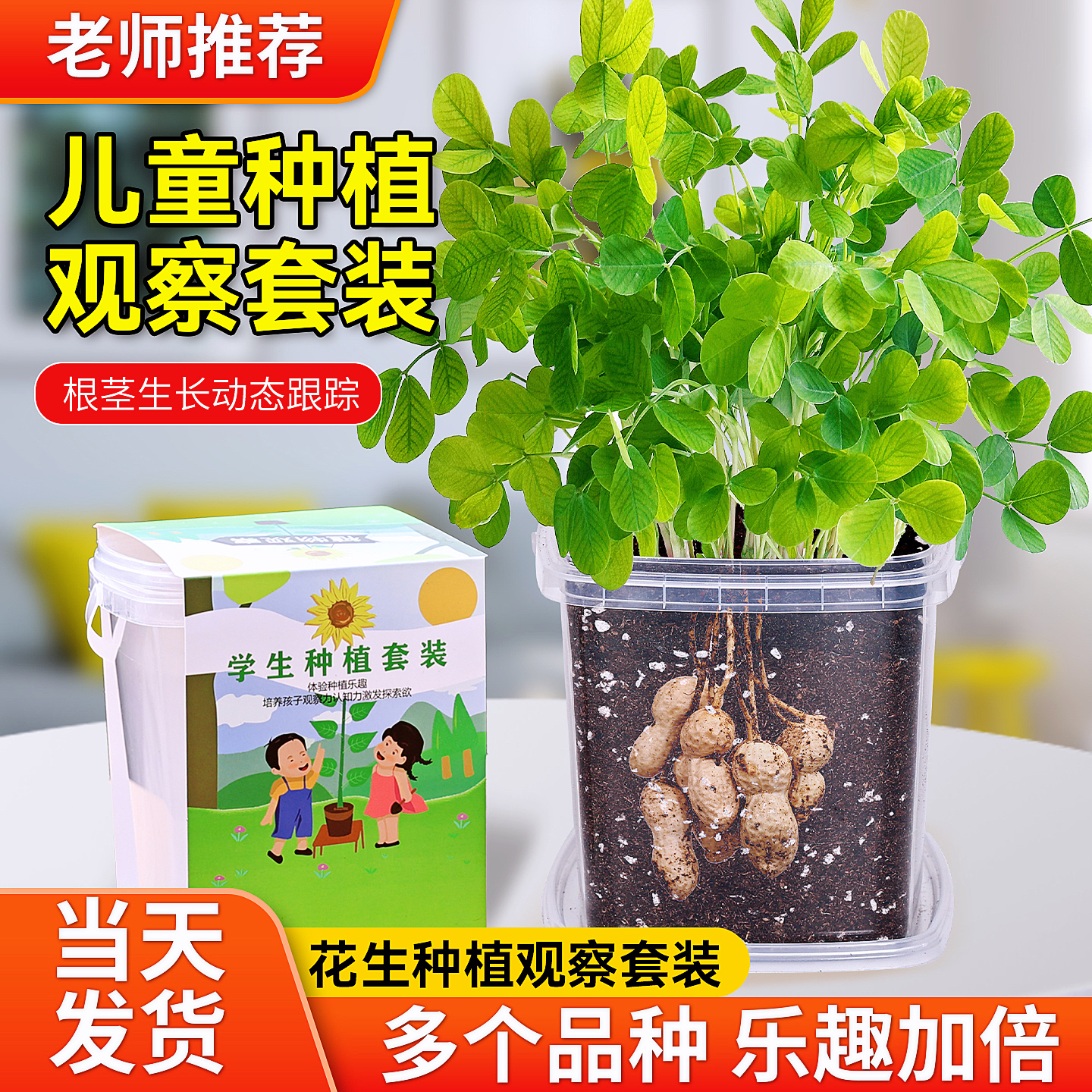 儿童种植小盆栽花生草莓种子套装向日葵种孑籽小学生观察植物种子