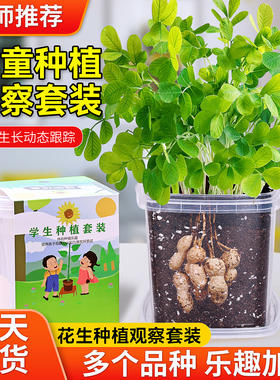 儿童种植小盆栽花生草莓种子套装向日葵种孑籽小学生观察植物种子