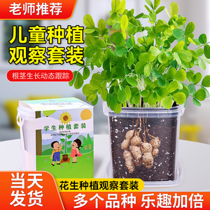 儿童种植小盆栽花生种籽3天发芽