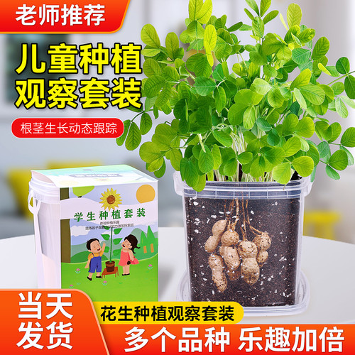 儿童种植小盆栽花生种籽3天发芽