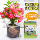 小学生科学实验观察指甲花儿童种植小盆栽植物种子 凤仙花种籽四季