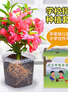 凤仙花种籽四季小学生科学实验观察指甲花儿童种植小盆栽植物种子