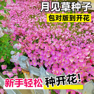 美丽月见草花种子四季播种易活花籽阳台花卉种籽庭院室外开花种孑