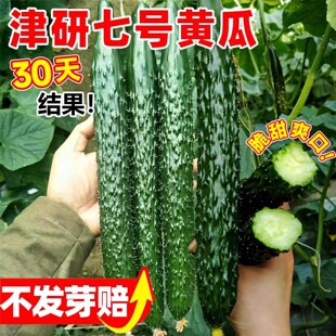 津研七号黄瓜种子绿瓤肉高产早熟春夏秋四季播种阳台盆栽蔬菜种籽