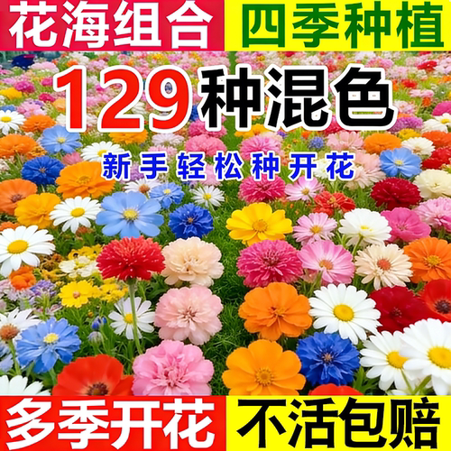 波斯菊百日草虞美人种籽四播种