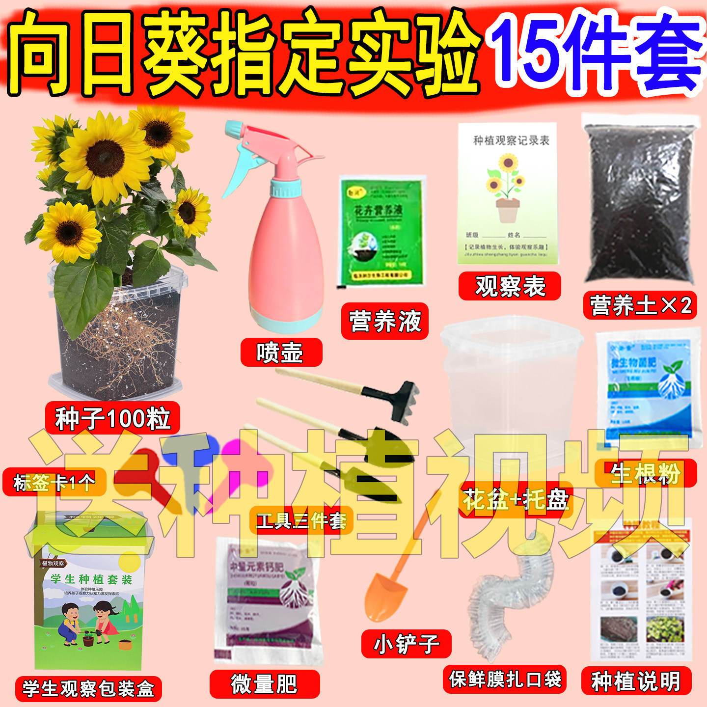 向日葵种孑学生实验观察植物凤仙花种籽儿童种植小盆栽太阳花种子