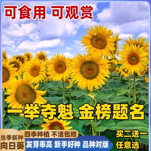 一举夺魁高杆向日葵种孑子盆栽室外庭院易活观赏切花食用葵花种籽