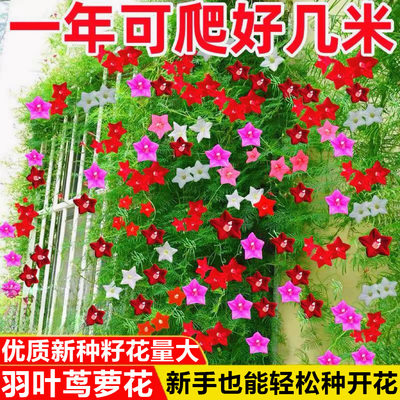 爬藤羽叶茑萝花籽四季播种易成活