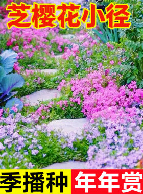 芝樱花种籽四季播种开花3天开花