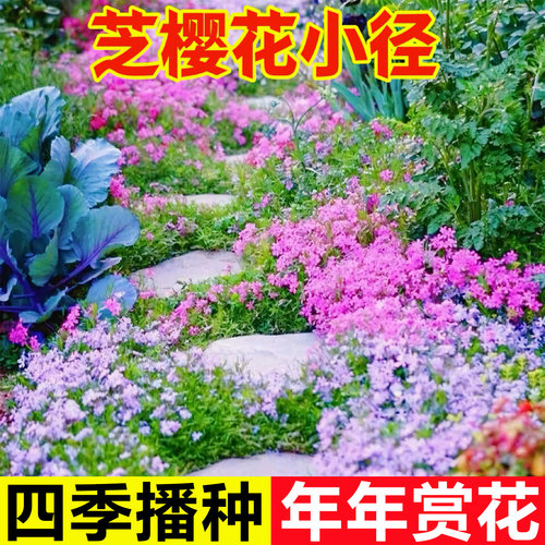 芝樱花种籽四季播种开花3天开花