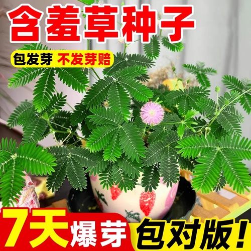 含羞草花种籽四季播种开花易成活