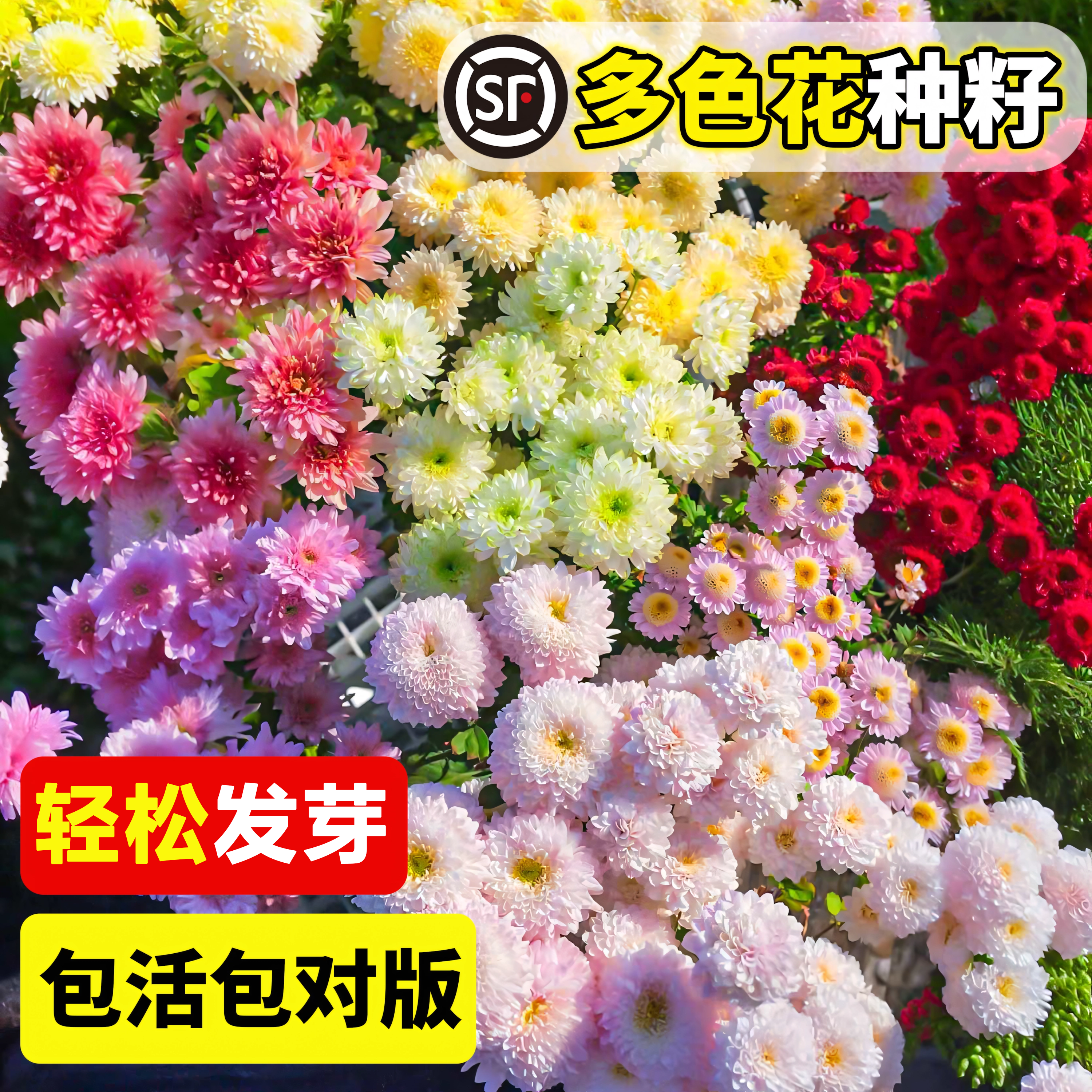 彩虹糖果菊花种子四季播种开花小雏菊花种籽子盆栽室外易活花种孑