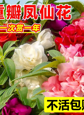 凤仙花种子四季播种开花指甲花盆栽易活花籽重瓣茶花凤仙花卉种子