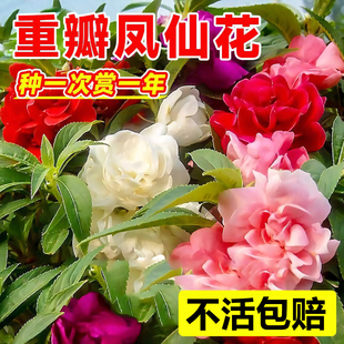 凤仙花种子四季播种开花指甲花盆栽易活花籽重瓣茶花凤仙花卉种子