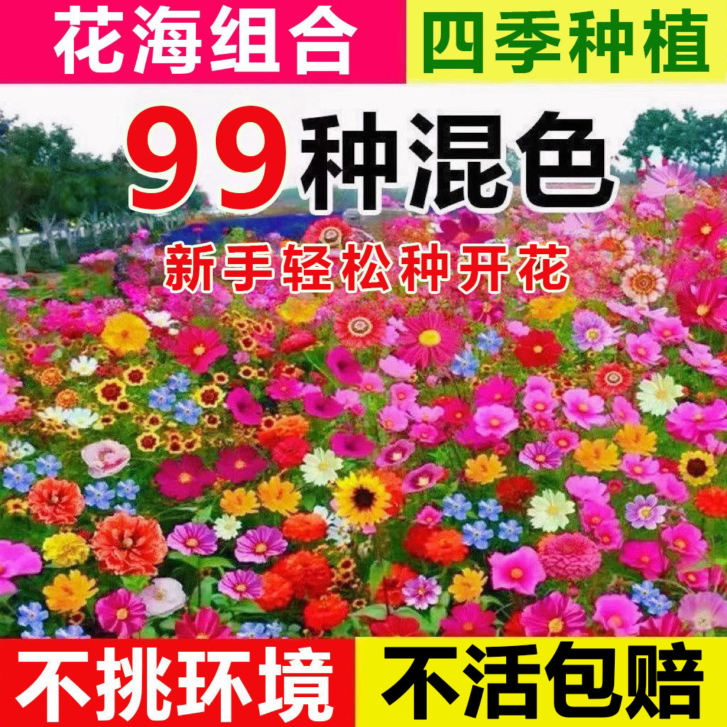 野花组合花种子四季播种室外矮生花种籽子开花庭院格桑花种孑大全