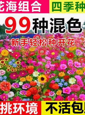 四季种植花籽庭院花种大全